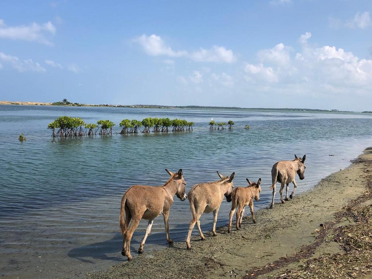 The Blue Lagoon Resort Kalpitiya Eksteriør bilde